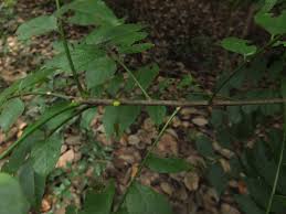 Image result for Clausena anisata