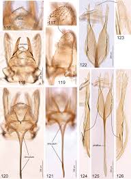 En las elecciones de 1990, se dio un reñido balotaje entre el escritor liberal mario vargas llosa y alberto fujimori, quien ganó la presidencia. Exotic Looking Neotropical Tischeriidae Lepidoptera And Their Host Plants