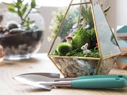 How To Make A Terraarium Begginers Ultimate Guide Realestate Com Au