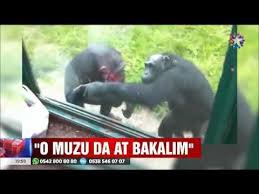 Akilli Sempanzenin Yiyecek Istemesi Ve Yavru Filin Camur Keyfi Yavru Fil Ikiz Camur