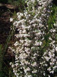 Image result for Erica microdonta