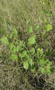 Image result for Triumfetta pentandra