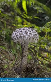 Image result for Strobilomyces strobilaceus