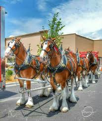 Budweiser Clydesdales In Owasso For Folds Of Honor Budweiser Clydesdales Clydesdale Horses