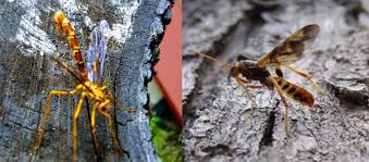 Check spelling or type a new query. Scores Outdoors An Ugly Scary Looking Wasp That Isn T So Scary After All The Town Line Newspaper