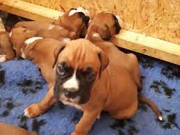 Available pets birds puppies small animals breeds about. Puppies For Sale In Massachusetts Home Facebook