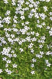 Magic carpet is sold in packets so you don't get near as much seed as buying in bulk. 22 Best Ground Cover Plants Best Low Growing Perennial Flowers
