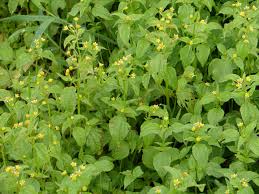 Image result for Galinsoga parviflora