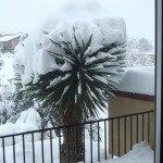 The yucca plant prefers high light, but can survive in low light, as long as you make sure to apply proper watering and maintenance techniques. Potted Yucca Plants How To Care For A Yucca Houseplant