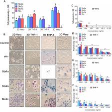 The multiwell plates were incubated at 37 • c in 5%. Frontiers Three Dimensional Vero Cell Platform For Rapid And Sensitive Screening Of Shiga Toxin Producing Escherichia Coli Microbiology