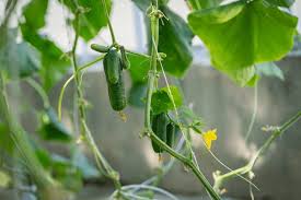 Image result for Cucumis
