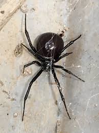 By using these enzymes, and their. Native Texas Wildlife