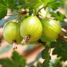 Beeren Pflanzen Beerenstraucher Fur Den Garten Balkon In 2020 Beerenstraucher Pflanzen Balkon Pflanzen