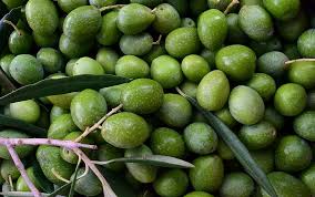 Das verzeichnis verfügt über baupläne, schaltpläne, bastelanleitungen, experimente, rezepte für heimwerker, schüler und leute, die etwas selber bauen wollen. Oliven Grun Reif Reife Oliven Frisch Runden Ernte Hintergrund Nocellara Nocellara Oliven Blatter Pikist