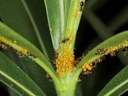 Les fourmis et les arbres fruitiers. Faire Fuir Les Fourmis Trucs Et Astuces