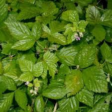 Image result for Rubus steudneri