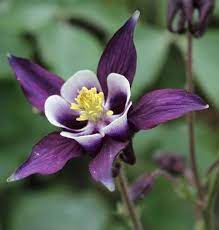 Pin On Columbine