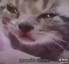 Camisa branca, fio 30.1, 100% algodão, estampada em silk manual na frente com um gato triste Pin En Memes Y Reacciones 030