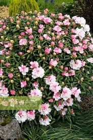 Rhododendron Yakushimanum Koichiro Wada Agm Google Search
