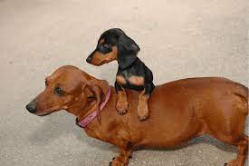 Miniature Vs Standard Dachshund Which One Is The Best Fit Your Lifestyle