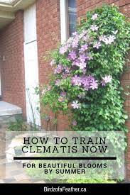 Select four or five main shoots and tie them to the canes. How To Train Clematis Now For Beautiful Blooms Birdz Of A Feather Clematis Plants Clematis Clematis Trellis