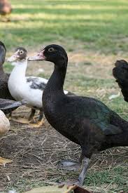 Artificial insemination brings the fertility up to 80%. Raising Muscovy Ducks Lady Lee S Home