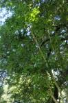 Image result for Cussonia arborea