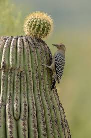 They fit in crevices, where they find shade and water. Pin On A Place To Perch