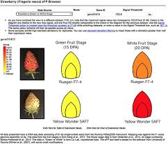 When looking at the range of fruits available in the supermarket, you may think there is a lot to choose from. An Efp Browser For Visualizing Strawberry Fruit And Flower Transcriptomes Horticulture Research
