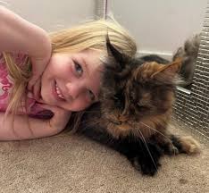 Looking for our female cat that got out last night without anyone noticing 