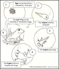 Download Our Free Life Cycle Of A Frog Printout For Your Kids To Decorate Or Use As An Overhead Transparency Science Life Cycles Frog Life Life Cycles
