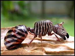 Artist creates new 'species' using photoshop new species have been created by an enterprising artist who has merged photos of animals together in this incredible series of pictures. Funny Hybrid Animals The Best 13 Photoshopped Creations Photoshopped Animals Weird Animals Animals
