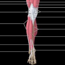 Originating below and beneath the gastrocnemius is the soleus muscle, which extends your foot when your knee is bent. Rectus Femoris Muscle An Overview Sciencedirect Topics