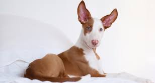 What Your Dog S Ears Can Tell You Petcoach