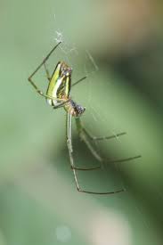 Arena política‏ @arenapoliticamx 25 янв. Orchard Spider And Allies Genus Leucauge Inaturalist Nz