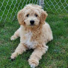 #두닷 #골든두들 #윈디 #goldendoodle #골든리트리버 #goldenretriever. Missyusa