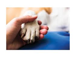 We did not find results for: Euthanasia Services Route 66 Veterinary Emergency Critical Care