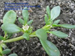 Image result for Sesuvium