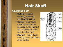 Stratum basale cell fibroblasts of dermis keratinocytes of the stratum corneum osteoblast cell. Chapter 5 The Study Of Hair For Three