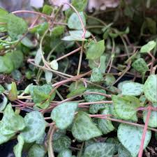 Image result for Ceropegia albipilosa