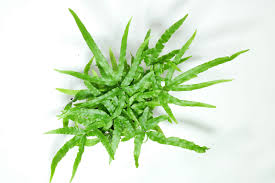 Image result for Pteris