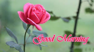Romantic Good Morning Images With Picture Of Rose Flower Hd Wallpapers Wallpapers Download High Resolution Wallpapers In 2020 Good Evening Wallpaper Good Morning Images Good Morning Wallpaper