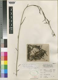 Image result for Tinnea vesiculosa