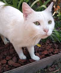 Flocon A Ete Adopte Flocon Est Un Chat Tout Blanc Avec De Tres Beaux Yeux Vert Clair D Un Naturel Tres Sociable Flocon Yeux Vert Clair Chat Chats Blancs