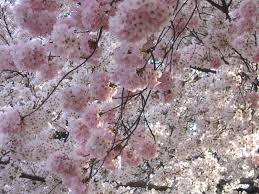 Where To See The Best Cherry Blossoms Around The World Travel Smithsonian Magazine See more ideas about cherry blossom, cherry blossom watercolor and cherry blossom theme. best cherry blossoms around the world