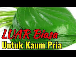 Pelepah daun berbentuk seperti tabung dengan panjang mencapai 80 cm dan ujung daun terlihat sobek. Cara Membuat Obat Oles Dari Daun Sirih 100 Ampuh Youtube Terapi