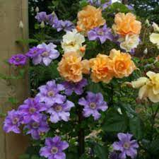 They can be chosen to bloom one after the other to extend the flowering season, one picking up where the other leaves off. Roses And Clematis Garden Org