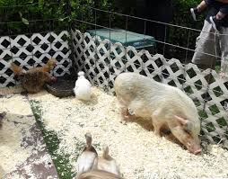 The ponies or the petting zoo will come to day care centers for reasonable rates the children or center can afford. Oceanside Carnival Petting Zoo Party Event Rentals My Little Carnival