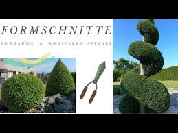 Empfohlen dünger um das wachstum wieder. Koniferen Spirale Schneiden Buxus Kugel Schneiden Im Garten Unterwegs Youtube
