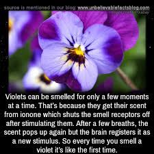 Violets Can Be Smelled For Only A Few Moments At A Time Thats Unbelievable Facts True Interesting Facts Disney Fun Facts